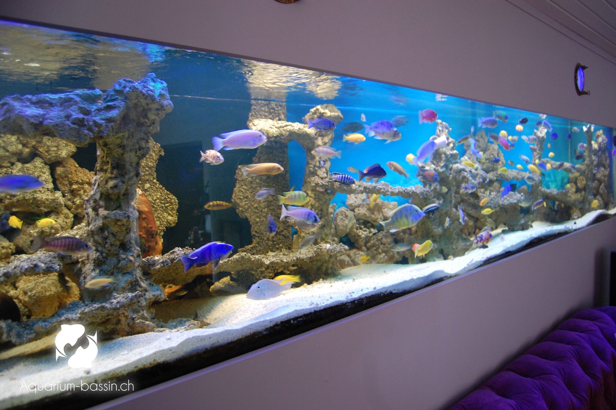 aquarium xl avec poissons lac malawi