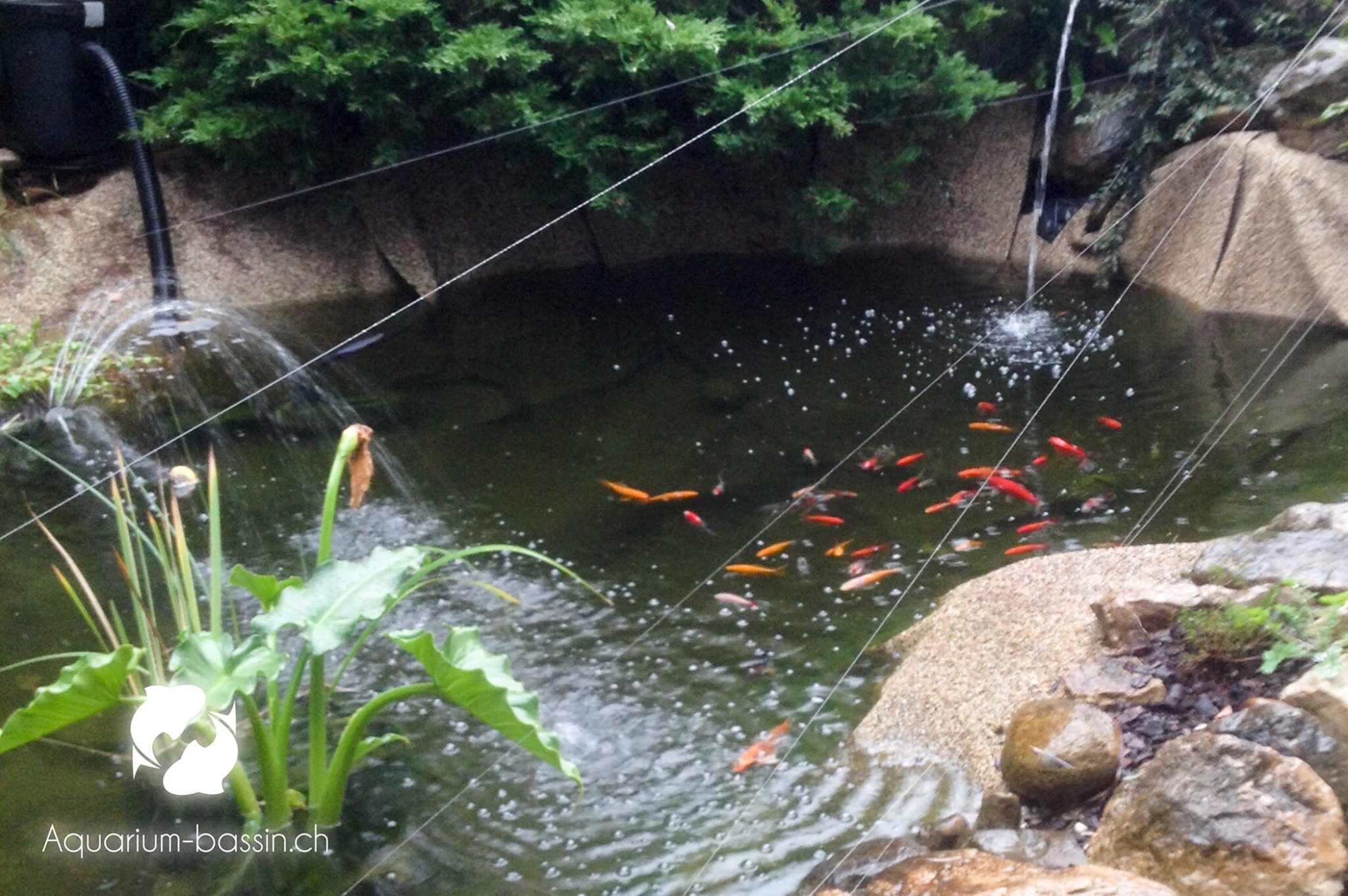 bassin de jardin