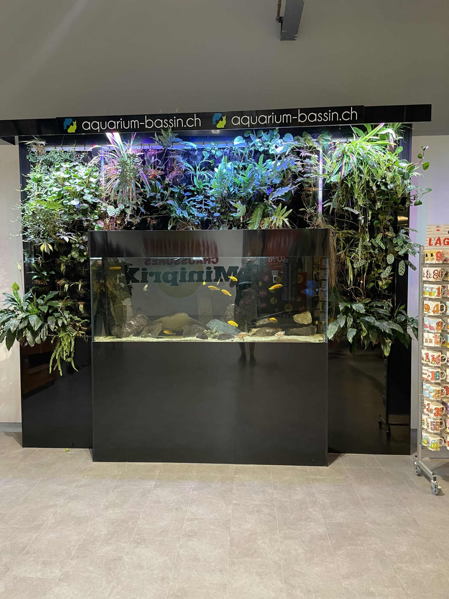 Aquarium moderne avec plantes luxuriantes et poissons colorés, situé dans un espace commercial.