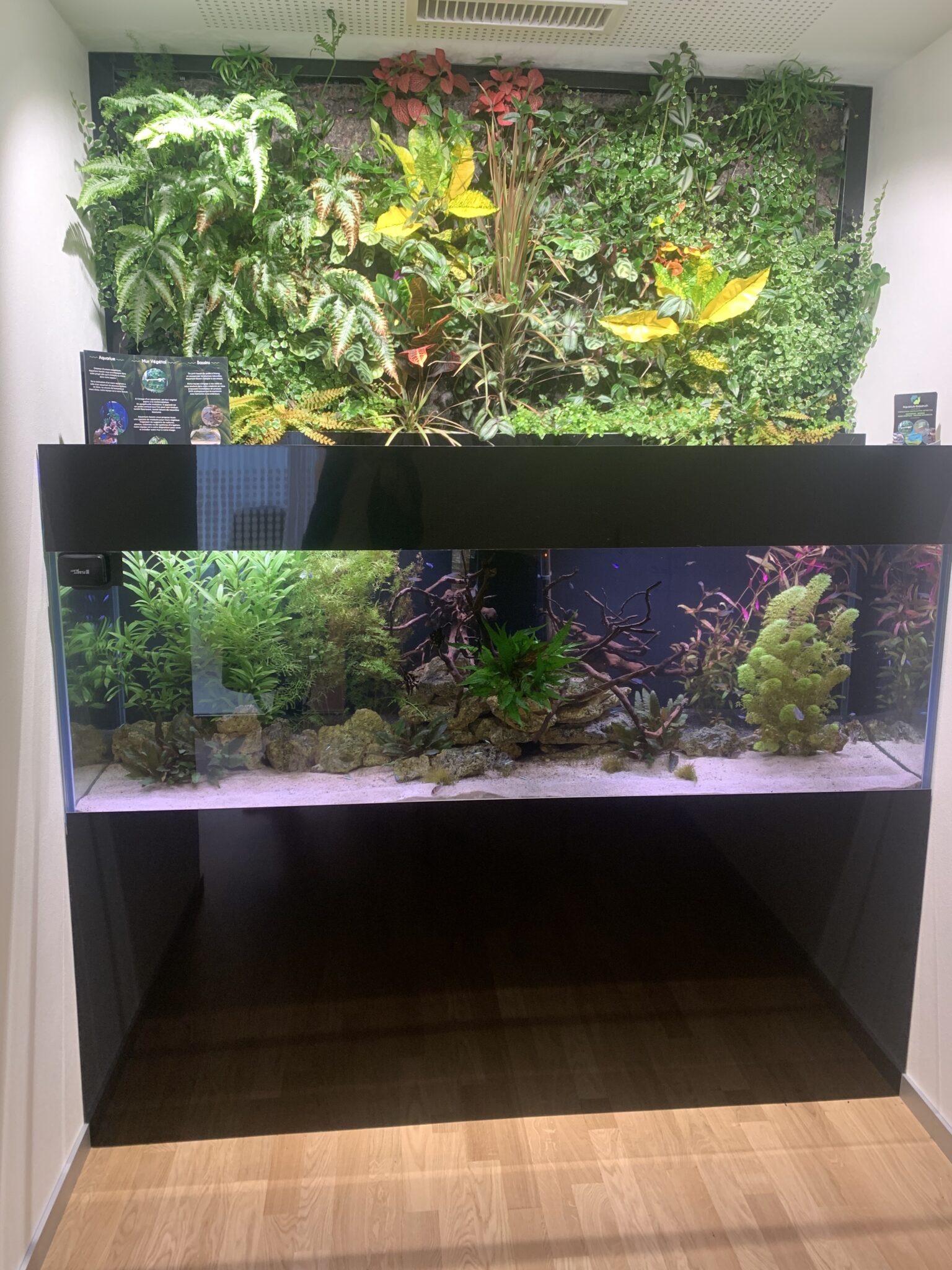 Mur végétal luxuriant au-dessus d'un aquarium avec des plantes aquatiques et des roches décoratives.