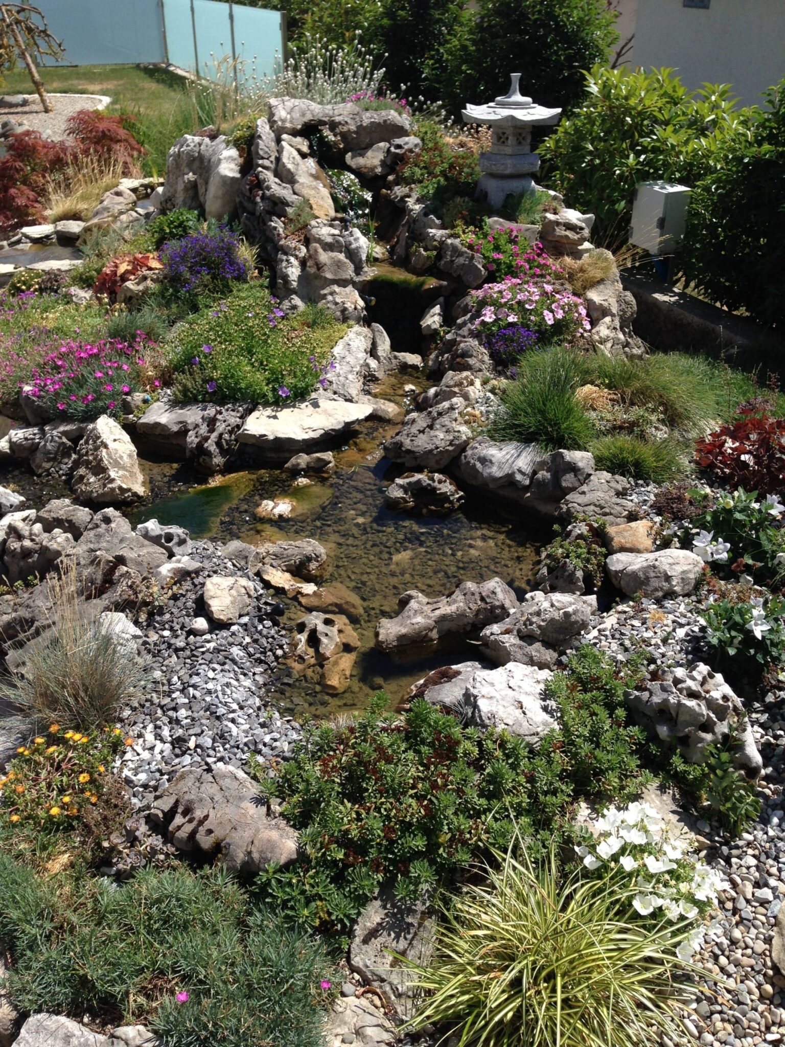 bassin naturelle avec roches et plantes